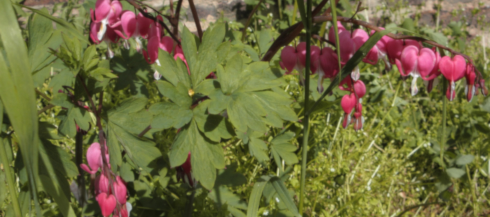 Konzert zum Gartenfest in Hellerau