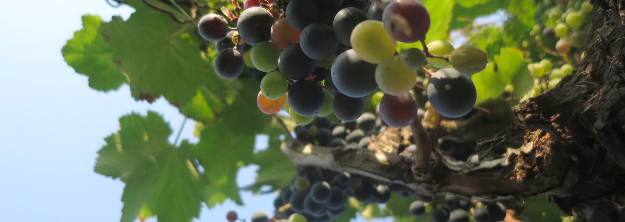 Chorstunde zum Herbst- und Weinfest Radebeul